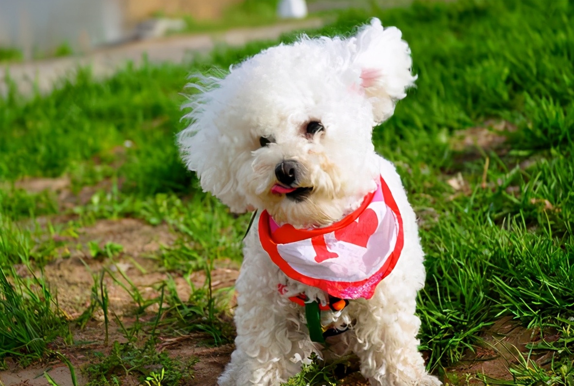 泰迪犬颜色这么多，哪一种颜色最贵？