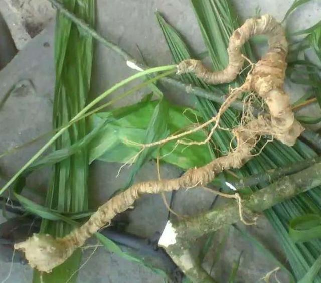 金平黑人参这样评定等级,你赞成吗?