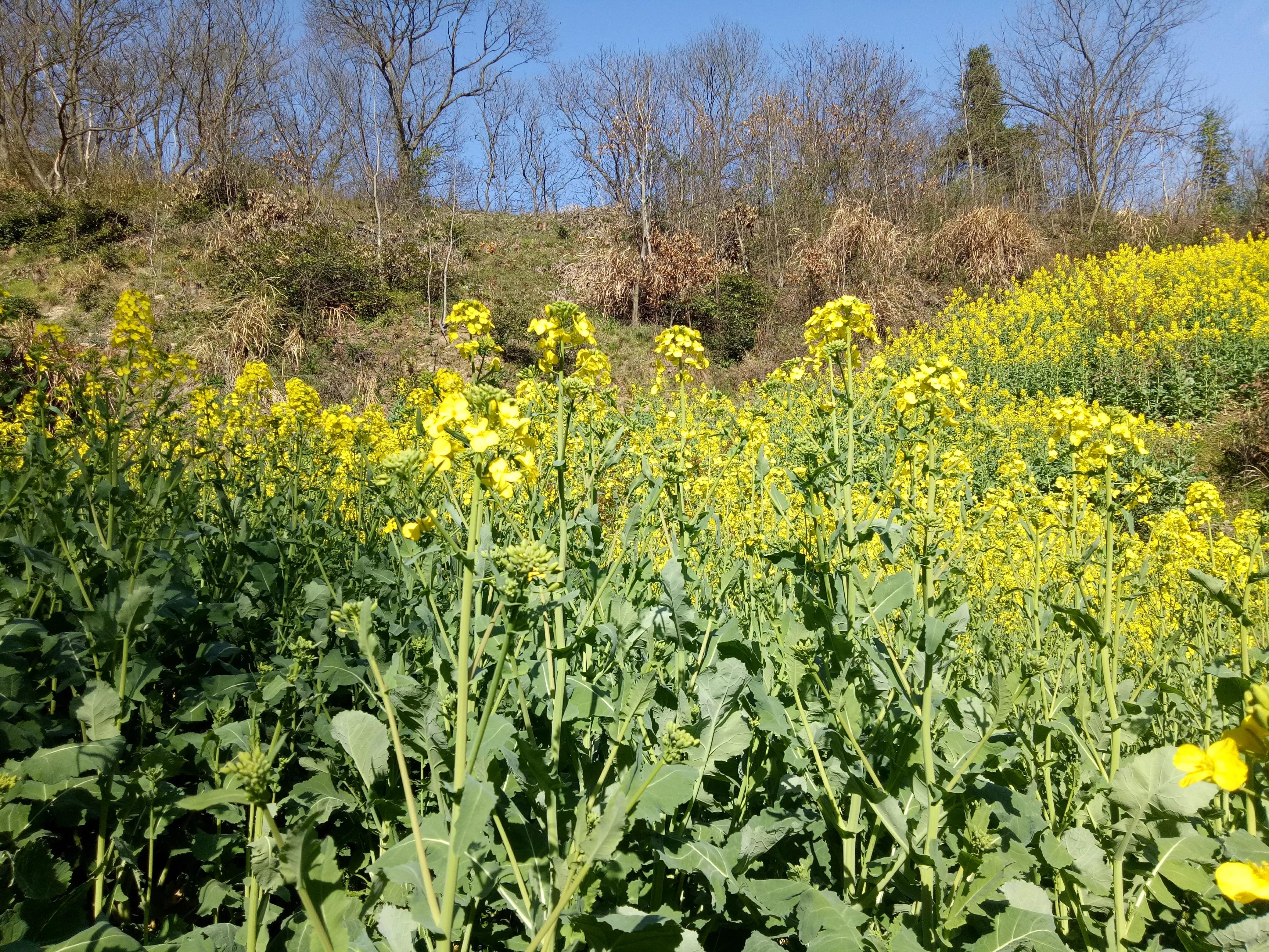 藏在深山远名扬，梦中桃源车厢沟