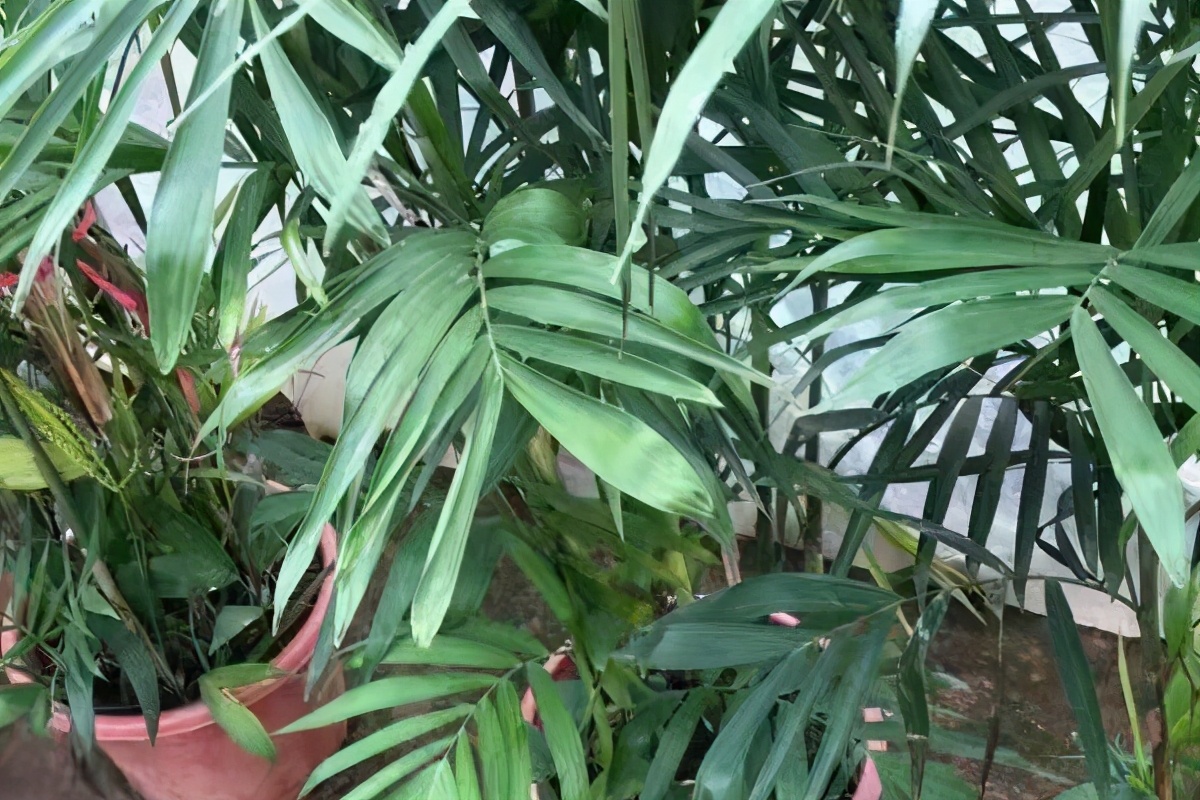 夏威夷竹怎么养(夏威夷竹子的养殖方法和注意事项)