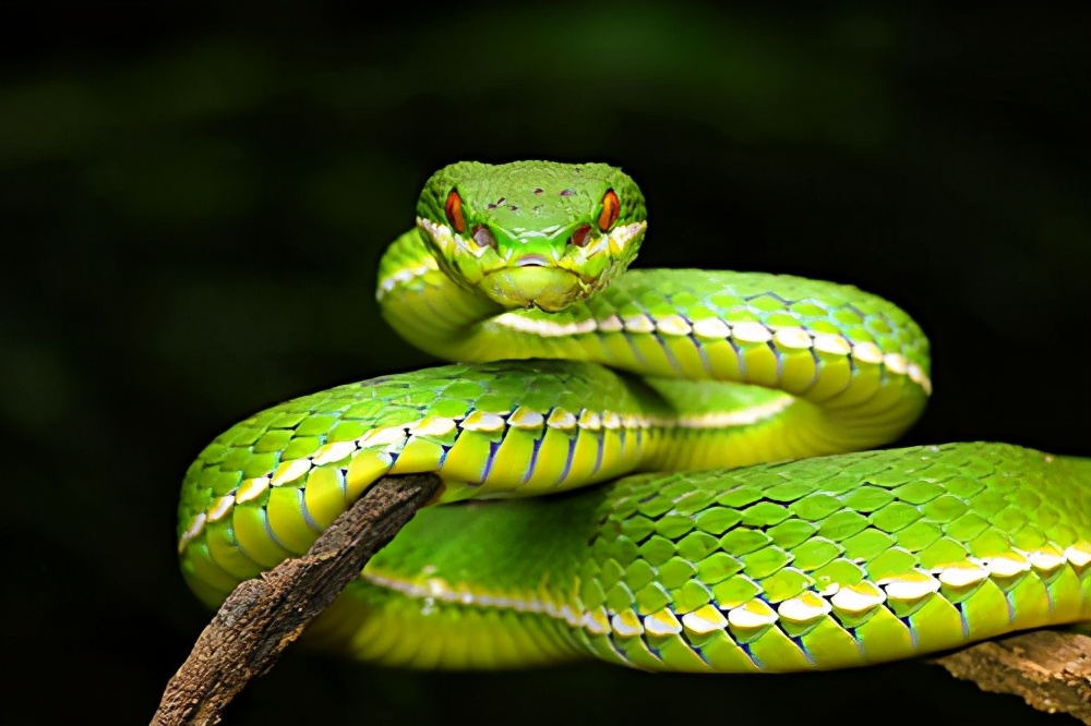 图一图二珊瑚蛇是分布于北美南部,中,南美洲的一种剧毒的眼镜蛇科毒蛇