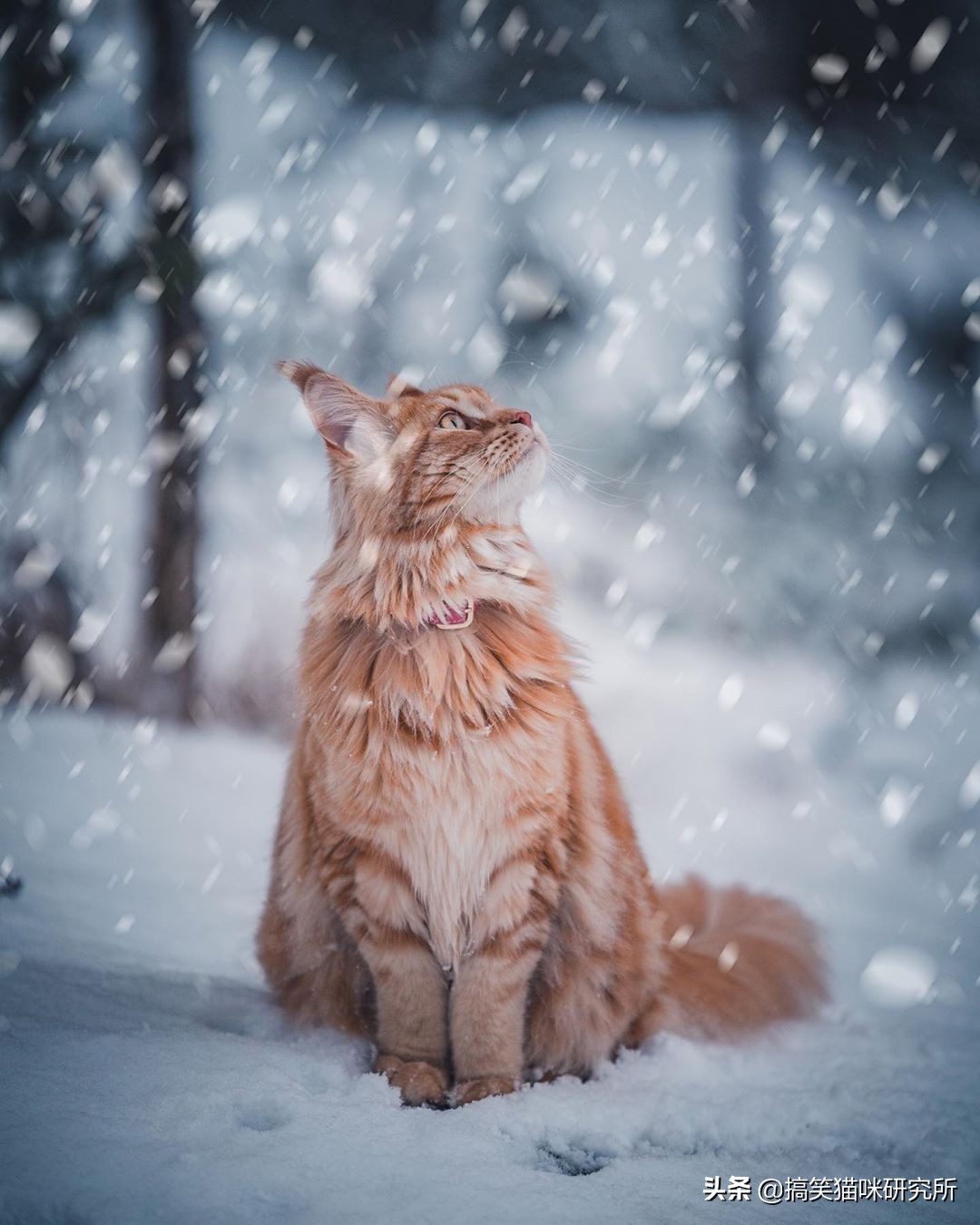 如果有一只猫咪又大又温柔，又飒又威猛，别怀疑，它就是缅因猫！