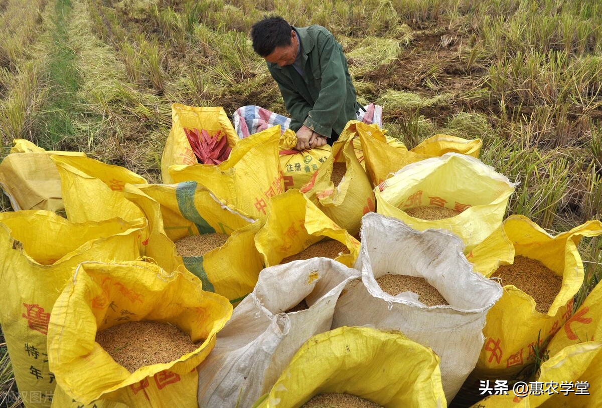 现在新稻价格多少钱一斤？2021年11月最新稻谷行情走势预测分析