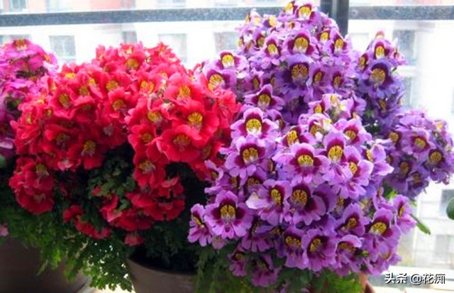 养护蛾蝶花好处有哪些（蛾蝶花优缺点展示）