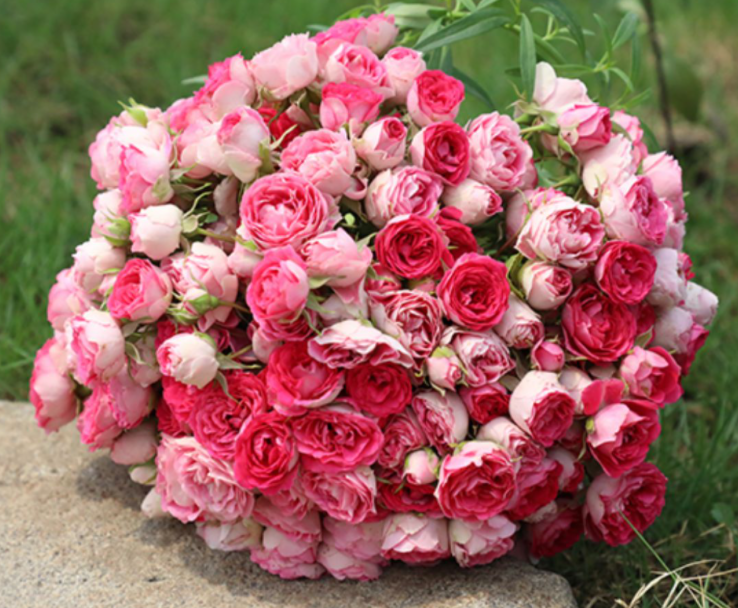 胭脂扣月季优缺点(胭脂扣月季深受欢迎的原因)