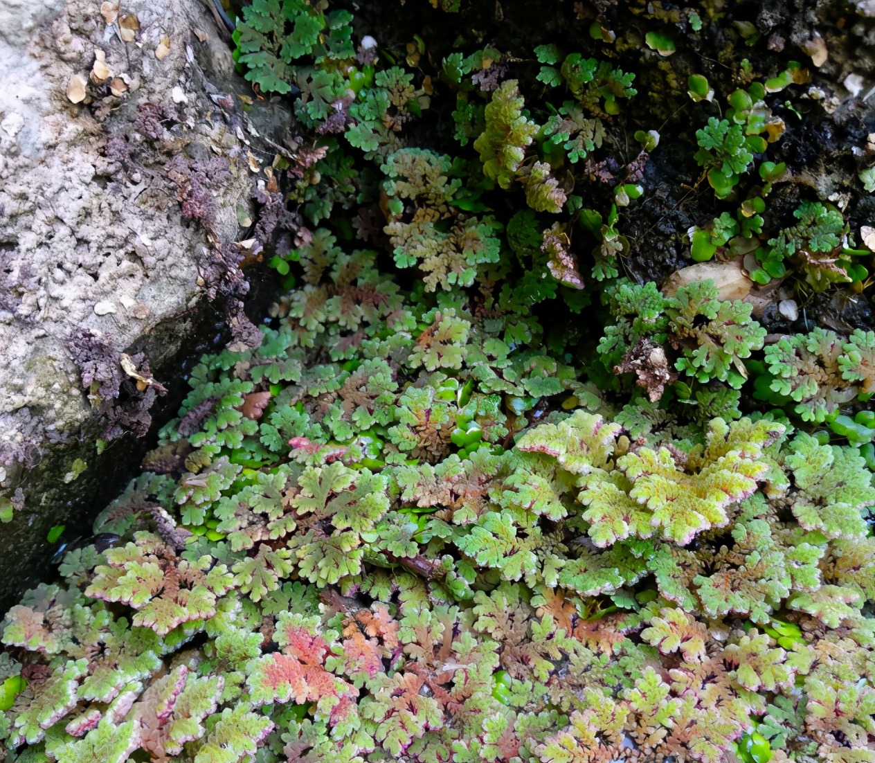 满江红植物（分享满江红这些用途及功效作用）