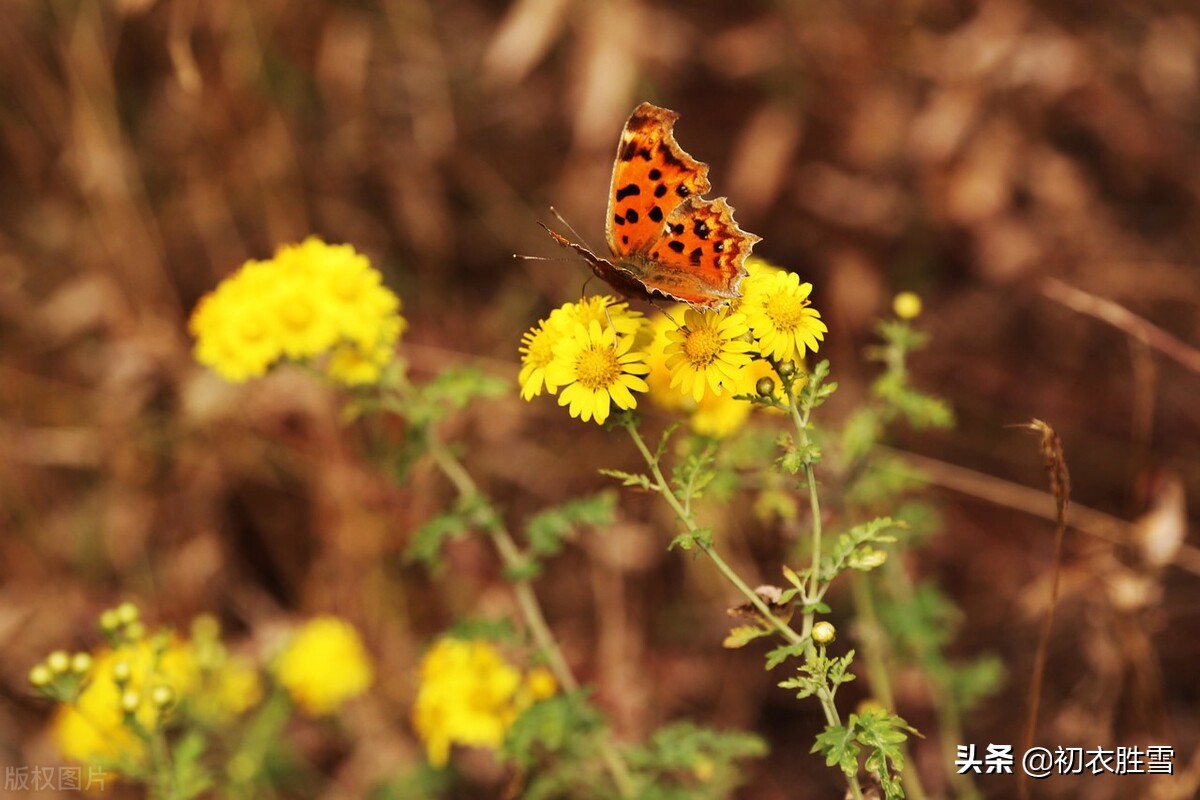 清美明快初冬古诗五首：红叶已飘千万点，菊花犹著郁金衣