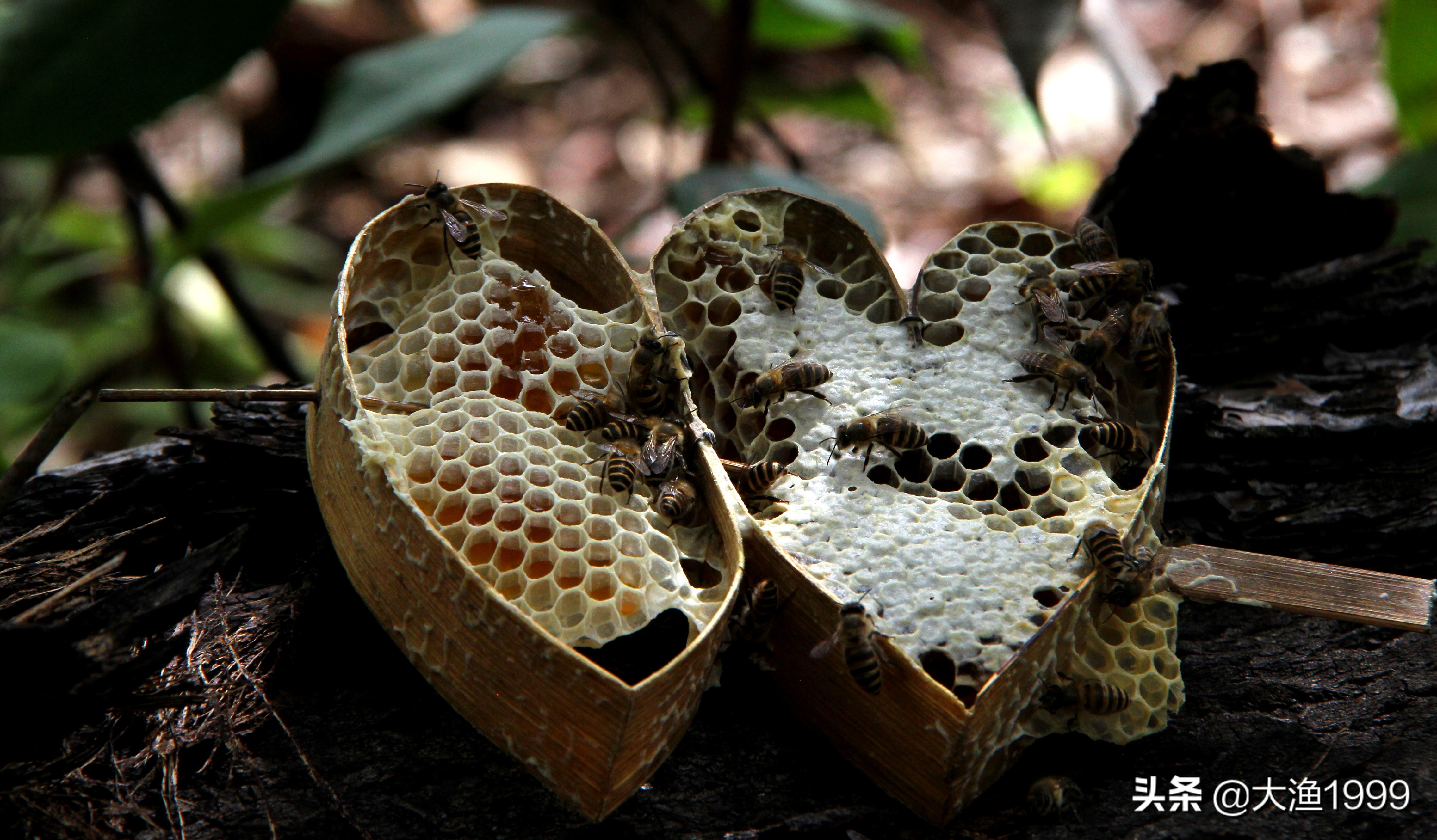 寻找最天然蜂蜜：到云南维西傈僳山寨品尝百花野蜂蜜