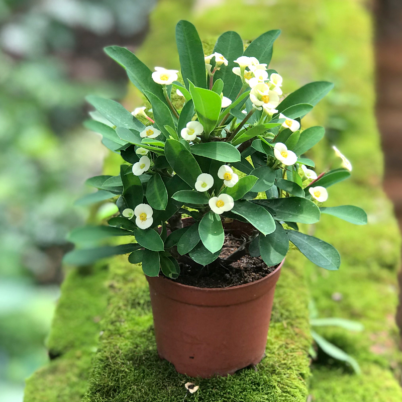 20种“懒人”花草，阳台客厅必备，好养好看，还能净化空气