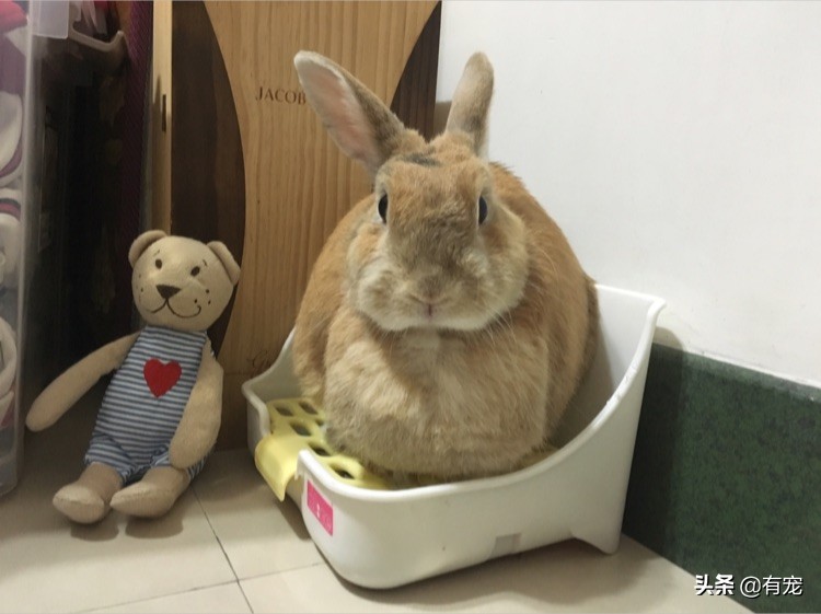 兔子能喝婴儿奶粉吗(兔兔怀孕了) - 乐宝宝贝