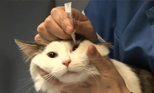 猫咪经常流泪是什么原因引起的?常见的猫咪眼部疾病有哪些?