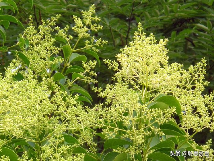 女贞诗词精选八首 女贞花白草迷离，江南梅雨时