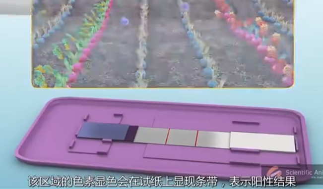 早孕试纸的原理到底是什么？一组图告诉你，看完才觉其中“奥秘”