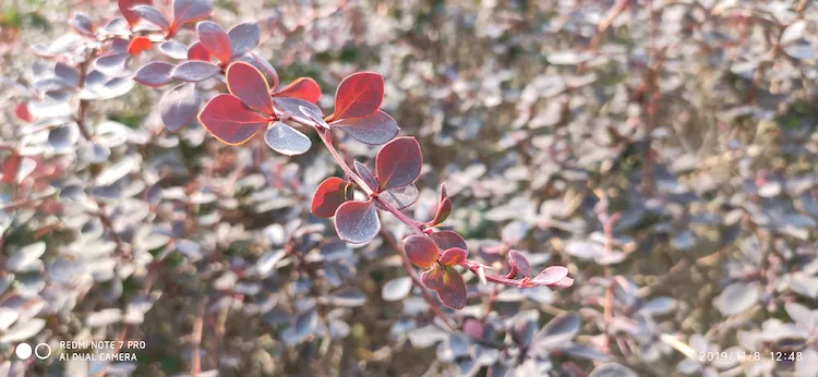 陪你一起看湖北省广水一中①——走进植物王国