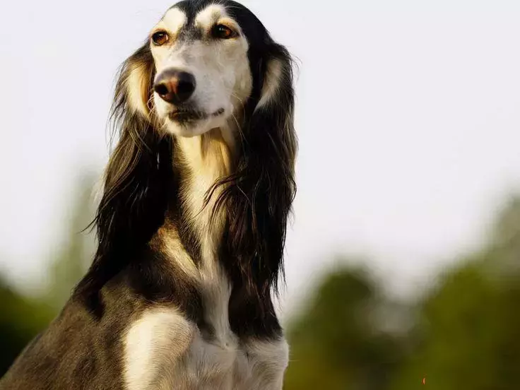 国外十种顶级猎犬，杜高才排第四，第一你想不到