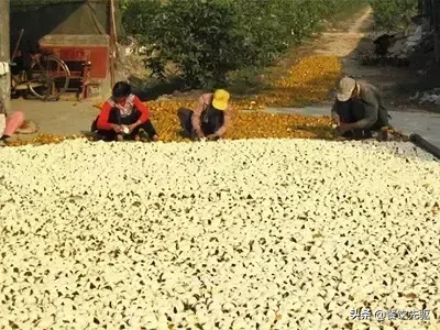全国最贵的陈皮有多贵?50克一万元