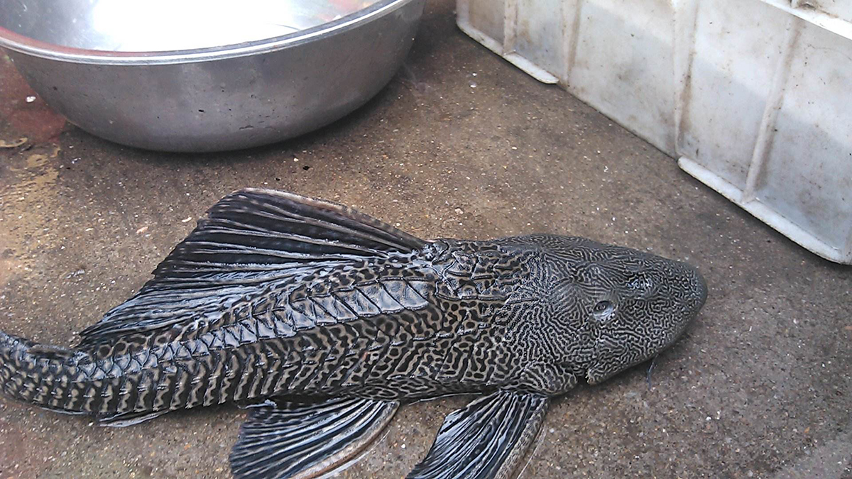 清道夫是什么意思("清道夫"在我国为何能泛滥?论生物入侵的危害)