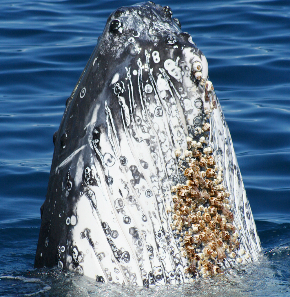 藤壶有多可怕?到处寄生造成破坏,甚至会寄生在鲸鱼的隐私部位