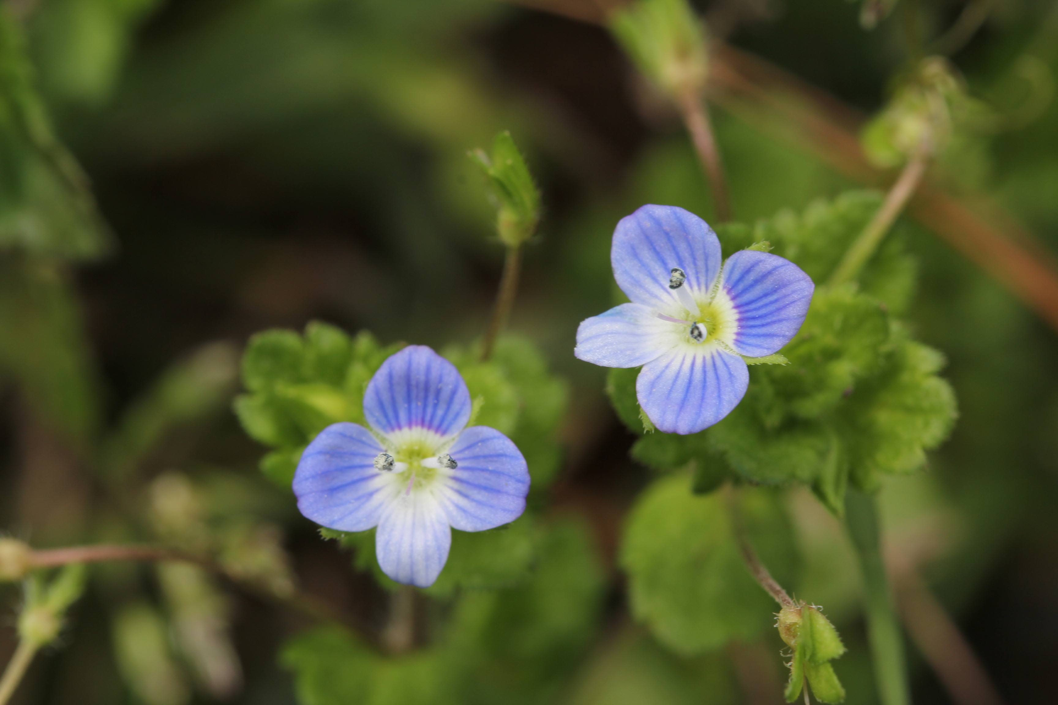 名字样子都可爱,婆婆纳怎么种,才能开花多花期长?