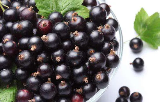 黑加仑是不是葡萄