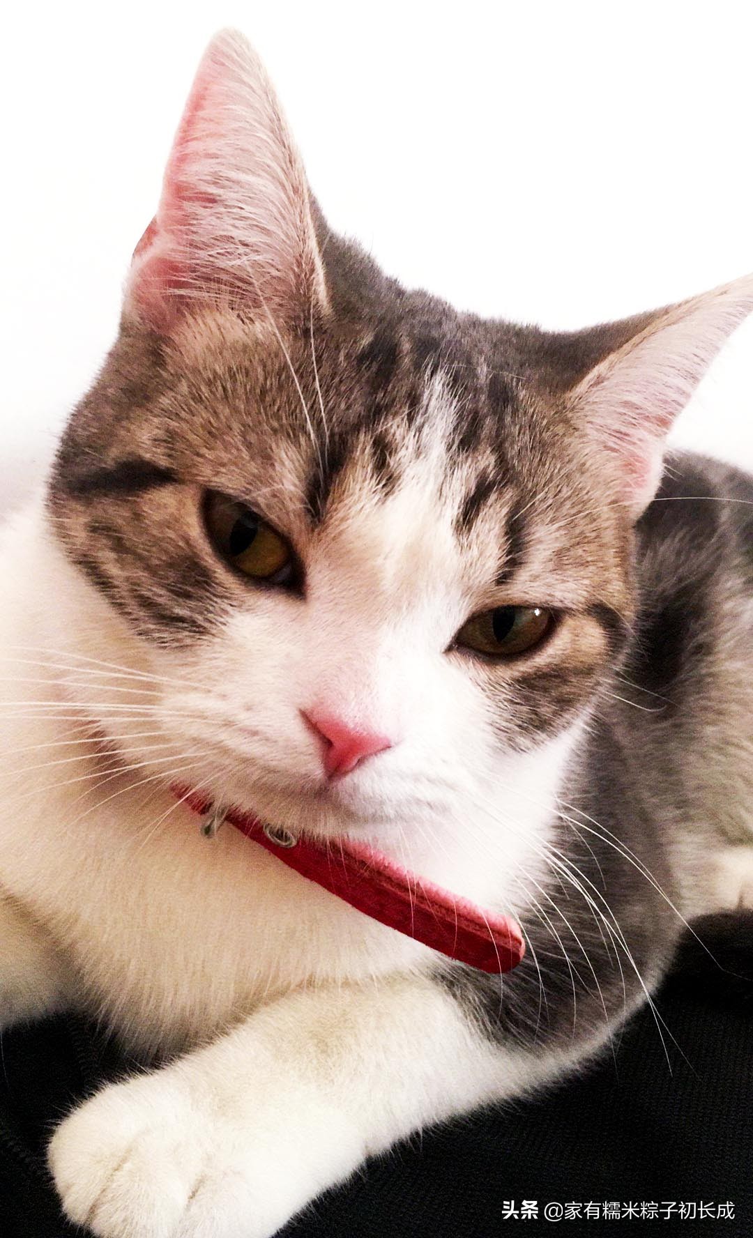 从无到有，拥有一只猫咪，猫咪生病征兆篇一