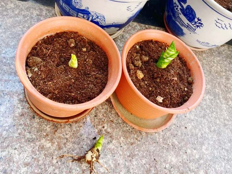 花上長了這個,再不換盆,就要憋死了
