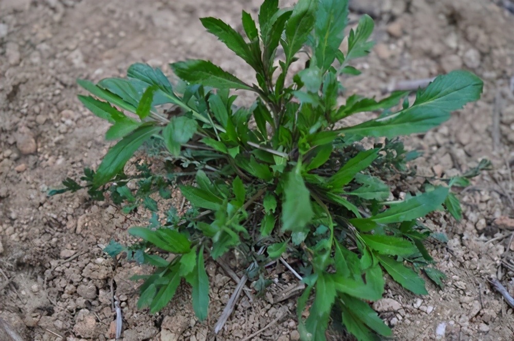 夏至草简介（几种农村常见的草药详细介绍）