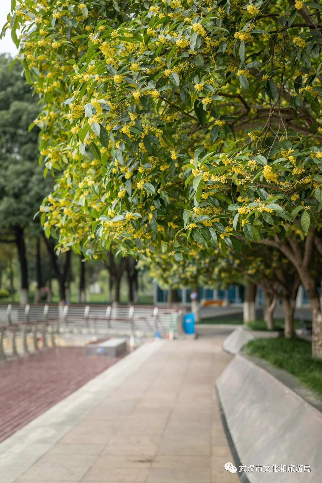 不经意地被桂花香味淋了满头,像是突然起来的盲盒惊喜,秋天真好呀