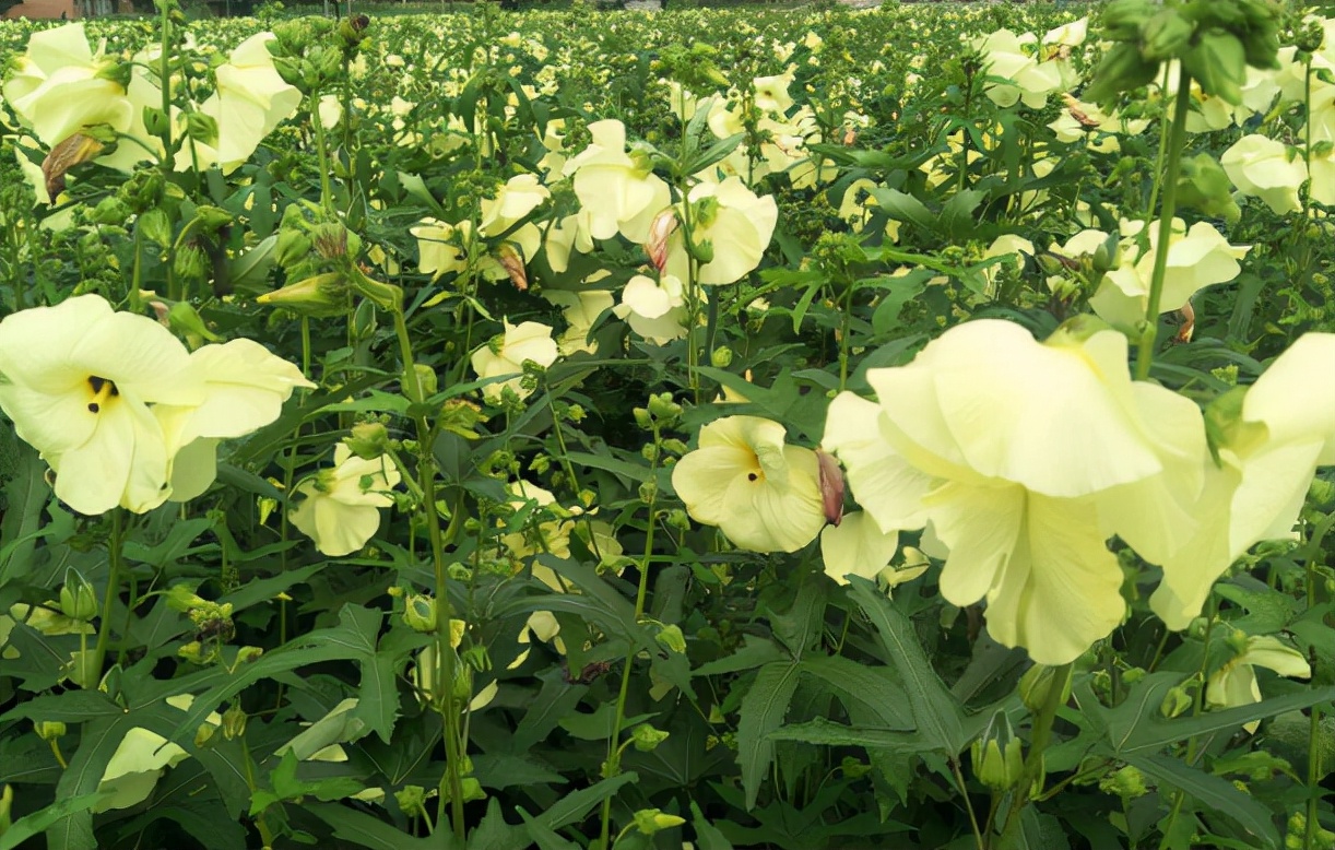 金花葵:一度认定已灭绝,17年前再次发现,如今成餐桌上一道小菜