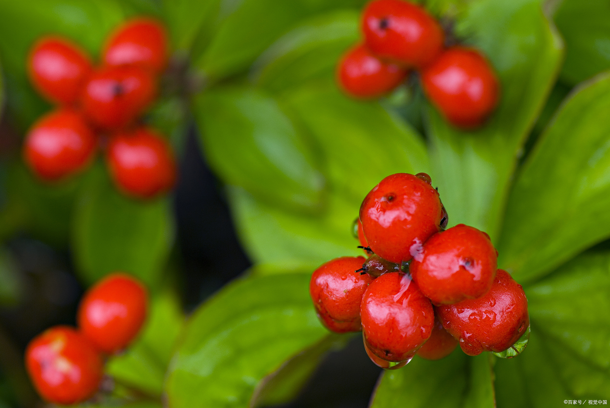 赏菊登高佩茱萸跟你聊聊重阳节的那些小知识