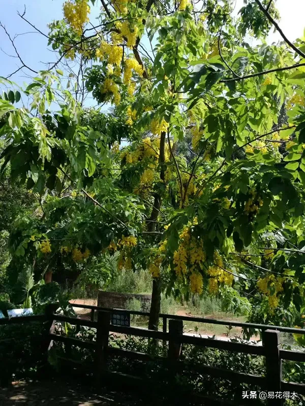 皂荚树与皂角树区别（全世界仅有6株野生的珍稀濒危物种）