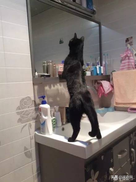 黑猫这么鬼畜的吗？爱了爱了