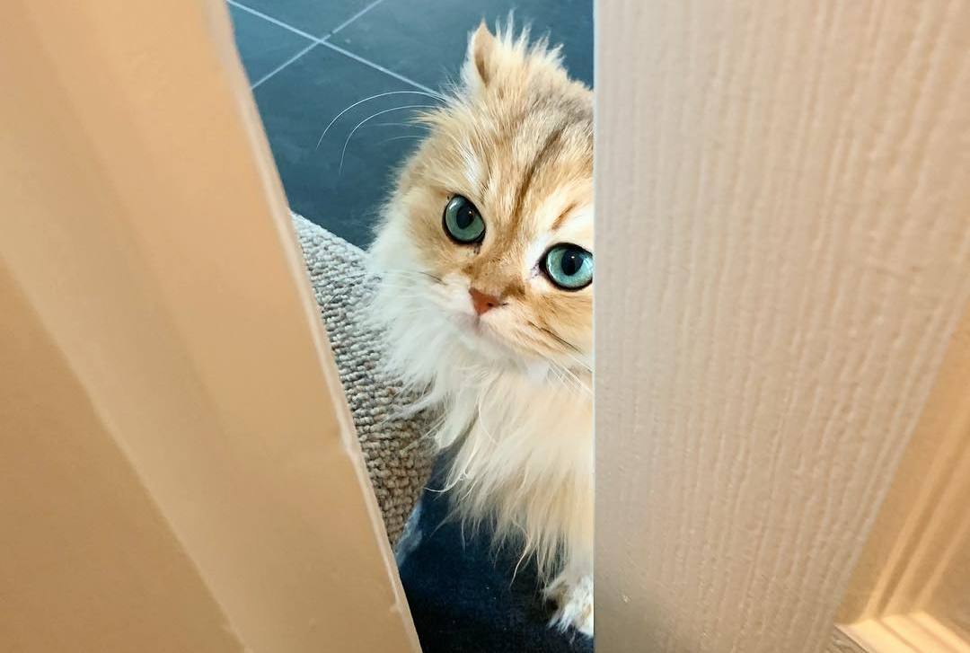 家猫尿血别惊慌，寻找潜在病因才是当务之急！