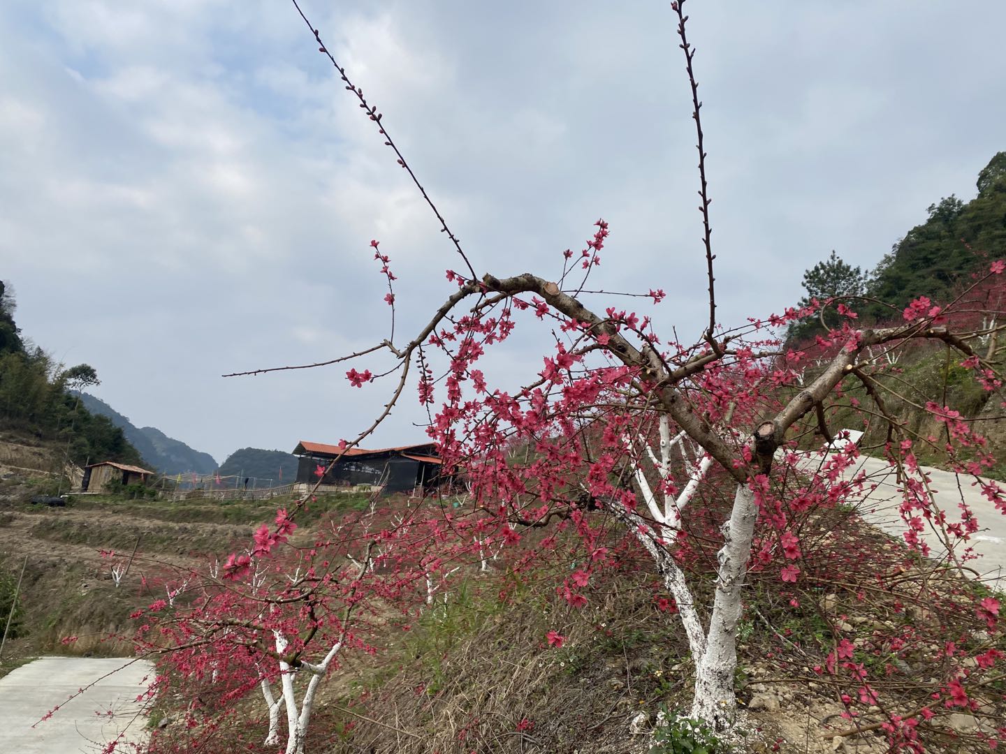 马山鹰嘴桃｜桃花与云海相伴，美如画卷