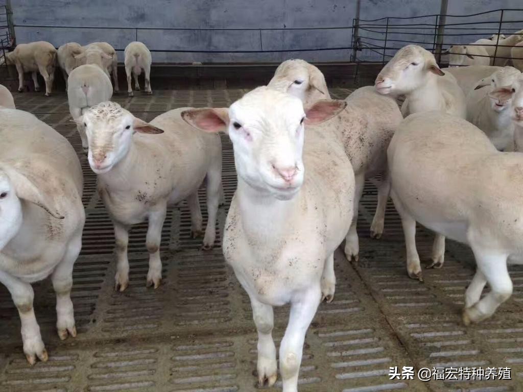 杜泊羊一代杂交羊一胎产5只，杂交杜泊羊种羊多少钱应该怎么挑选