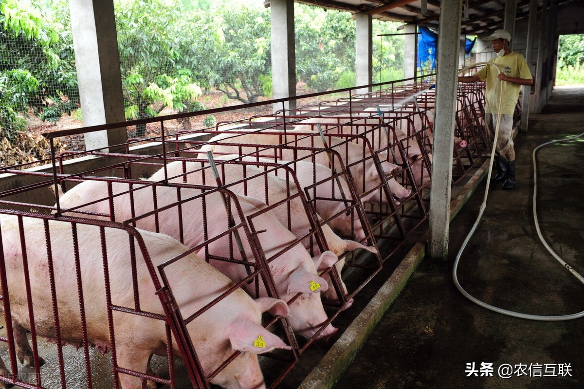 猪价再创新低，仔猪大跌60%，养殖户哭晕在猪圈！粮涨猪跌怎么破