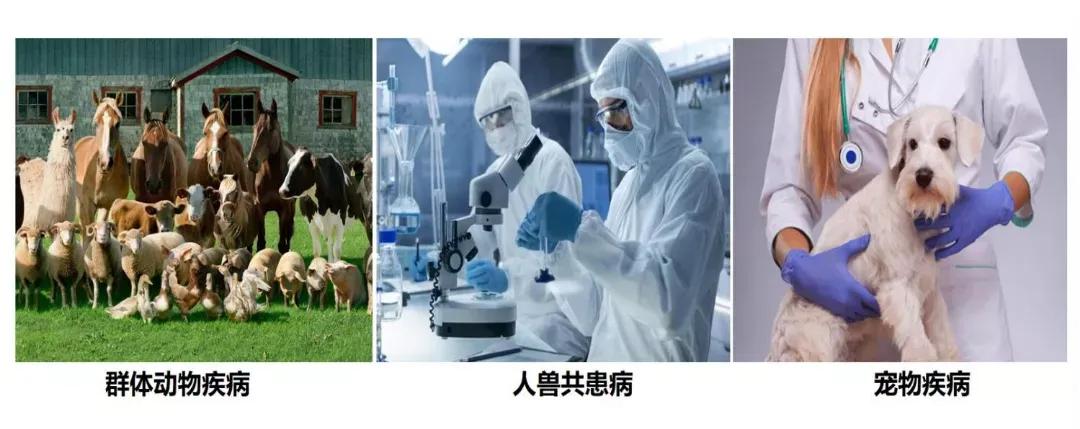 河南高校争创“双一流”！第三篇聚焦河南农业大学兽医学