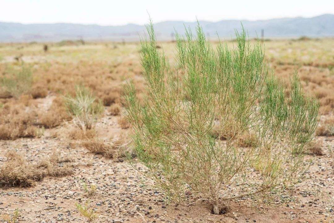 原来梭梭树的作用这么大,怪不得沙漠植树会选择它