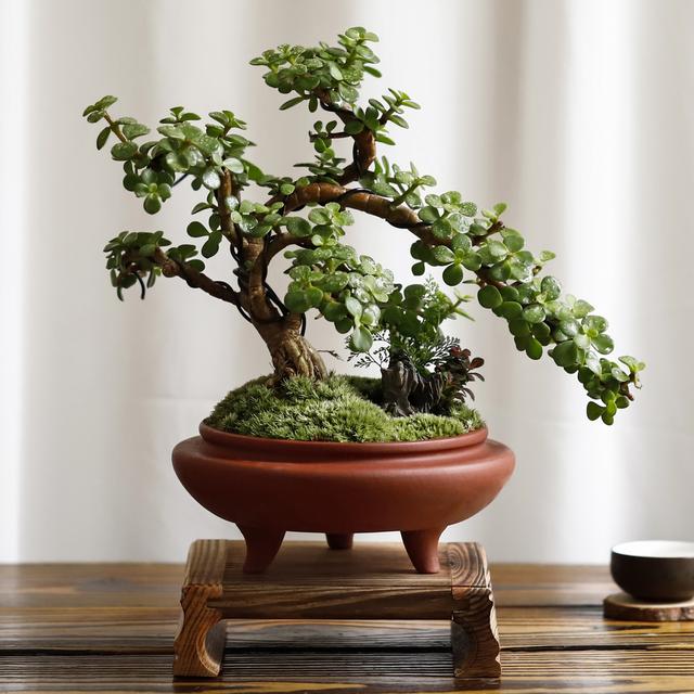 金枝玉叶盆景造型大全,各式各样,全是极品,收藏以后做参考