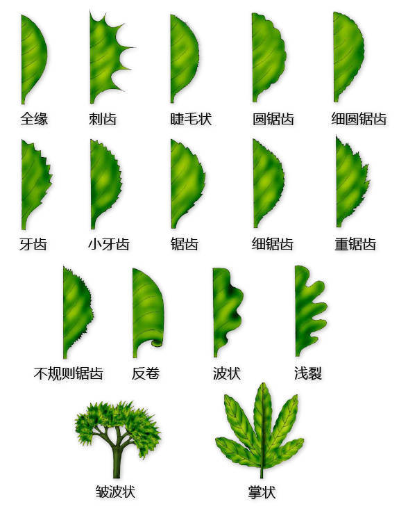 花的结构图大全（教科书般的植物形态图解）