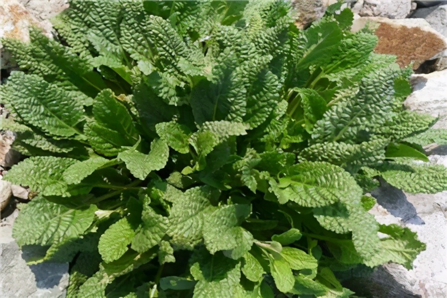 神奇的雪见草,看起来像癞蛤蟆皮,在农村很常见,冬天正当食