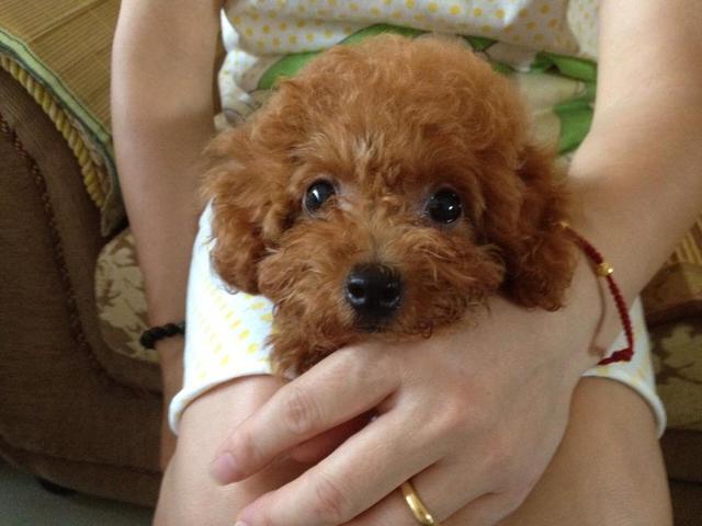 养狗,我劝你别养贵宾犬,原因有六个