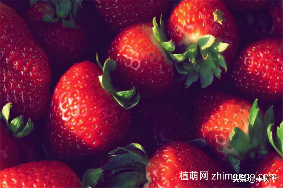 草莓种植季节，草莓什么时候种植比较好