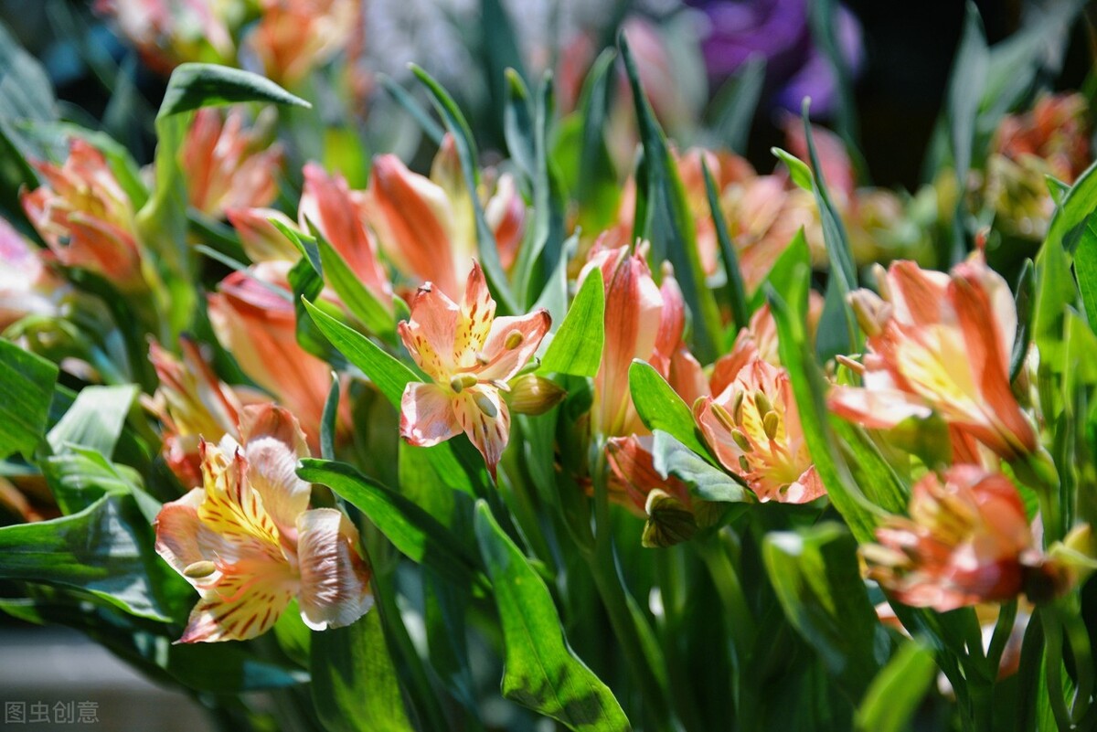 梅雨季节到 天天都下雨 花都快涝死了 天天看点