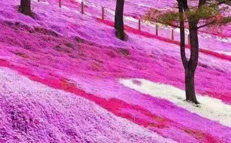 5种“漂亮花”,沾土就成活,花开200天,养一次就上瘾