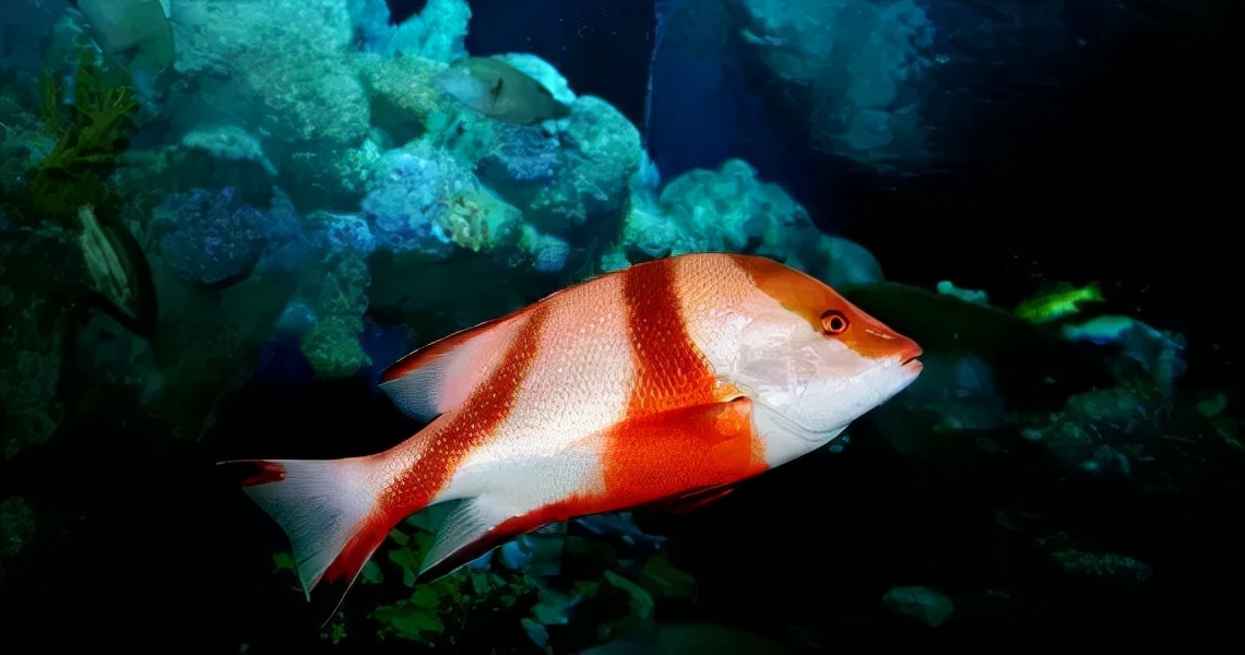 长江里的水美人胭脂鱼