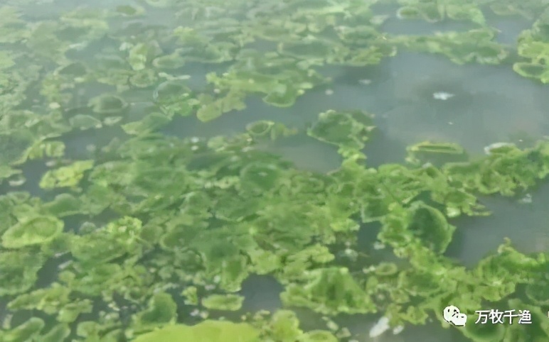 青苔产生的原因及处理方法