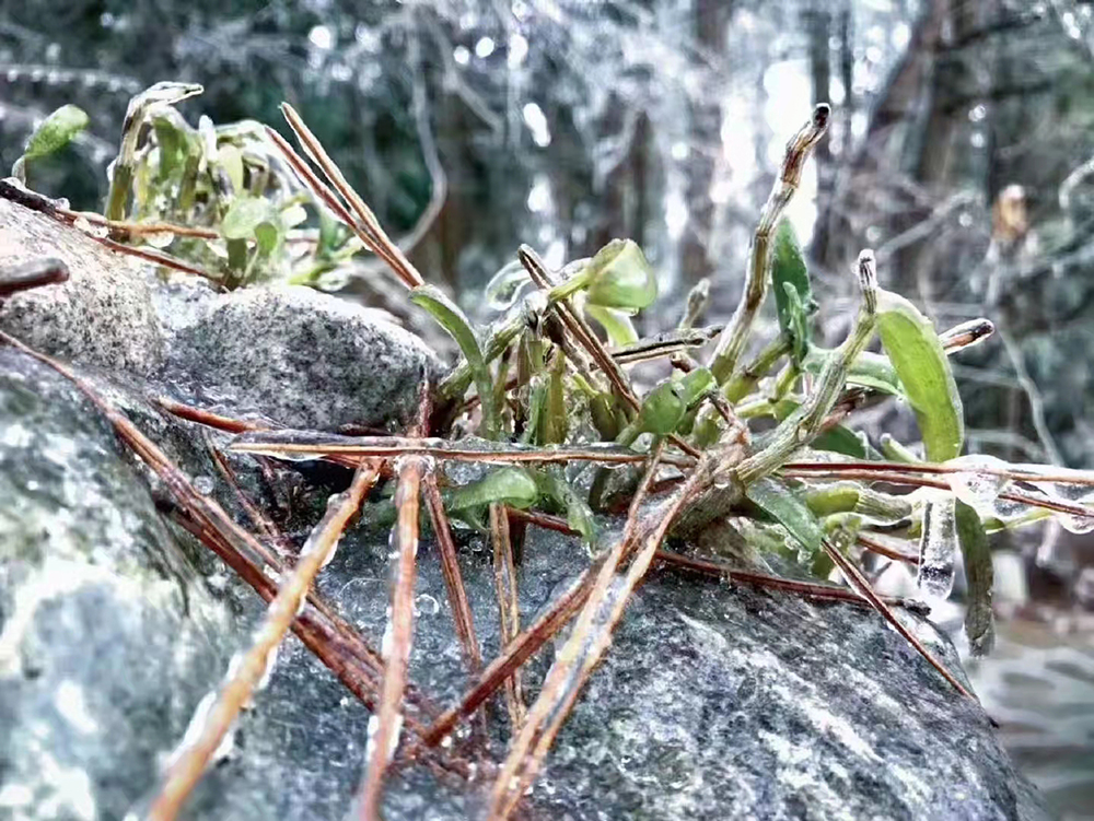 关于霍山米斛的3大疑问，你知道几个？