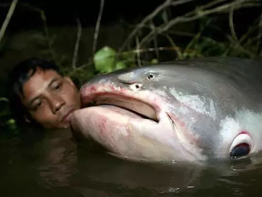 最凶猛的鱼(观赏鱼最凶猛的鱼)-图8