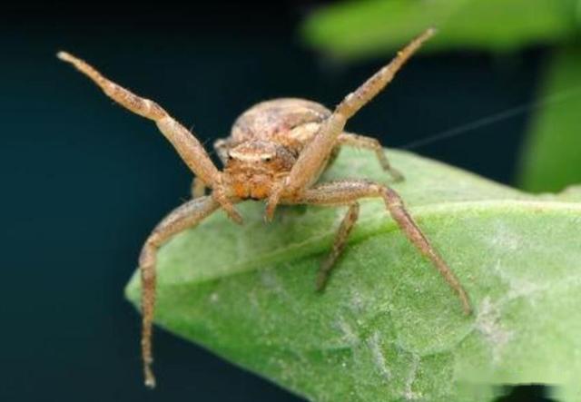 世界上最大的蠕虫(世界还是那个最大的蜘蛛，身子长达4米，不过并不危险)